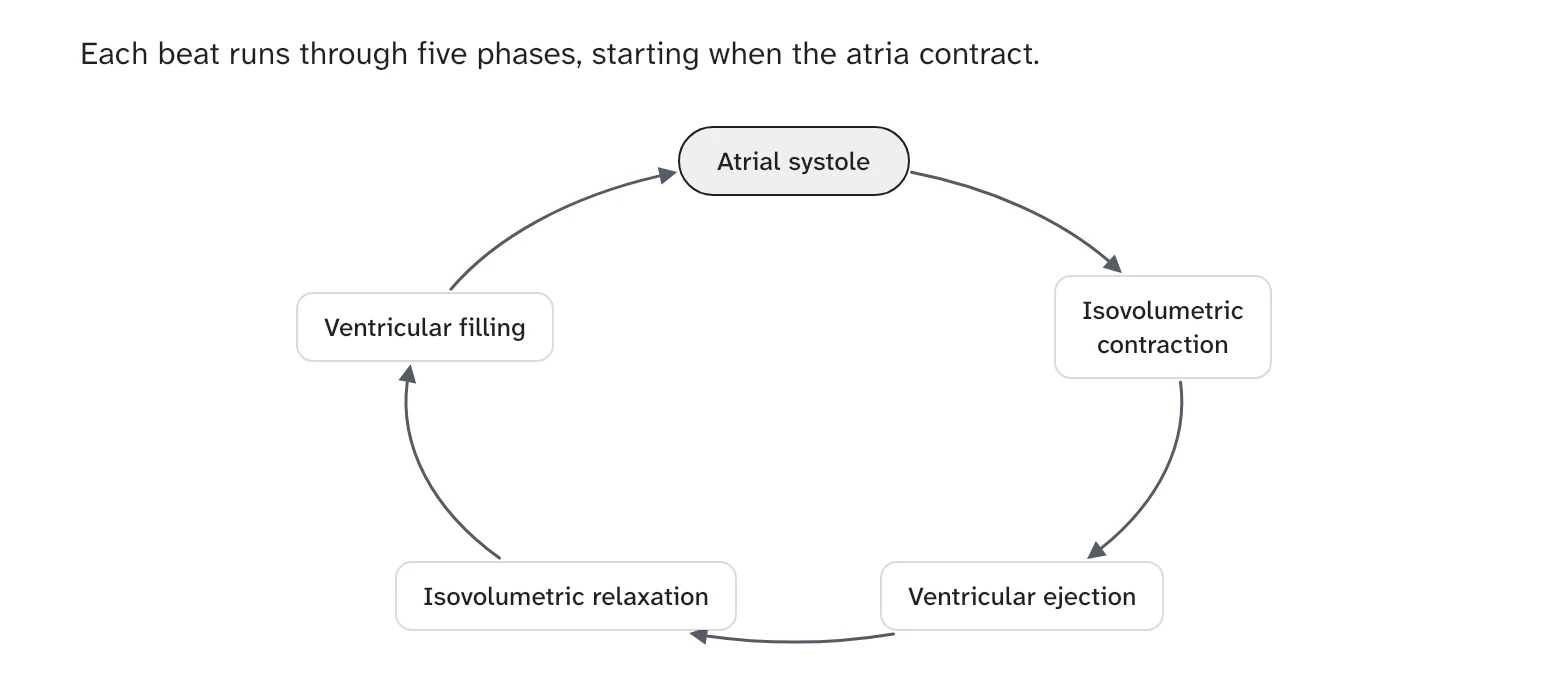 A diagram of the five phases of the cardiac cycle as a loop of boxes joined by arrows.